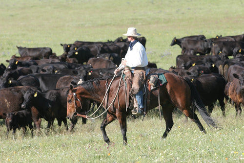 Caribou Ranch - Selling Grass-Fed Beef In Boulder County