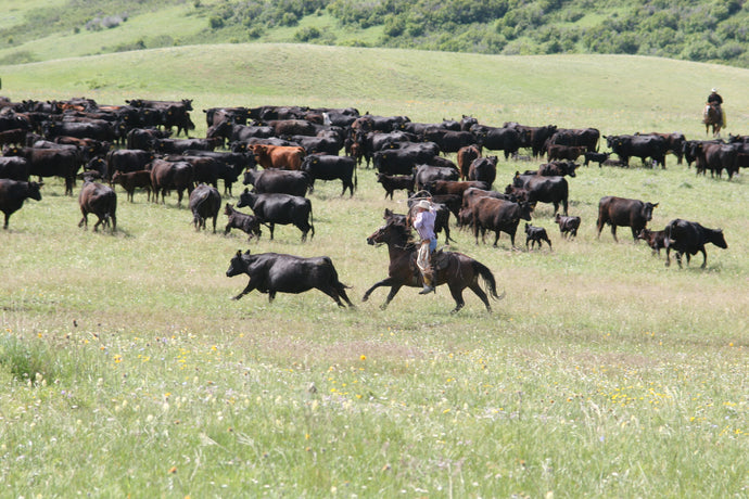 Caribou Ranch - Selling Grass-Fed Beef In Boulder County