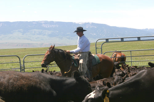 Caribou Ranch - Selling Grass-Fed Beef In Boulder County