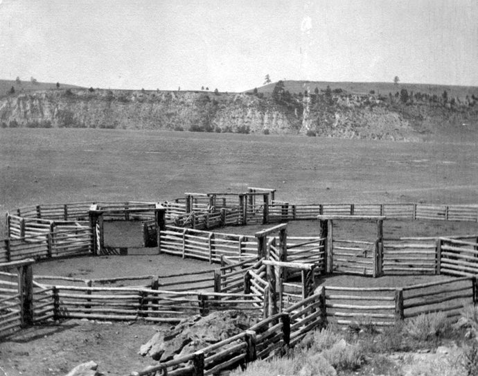 Caribou Ranch - Selling Grass-Fed Beef In Boulder County